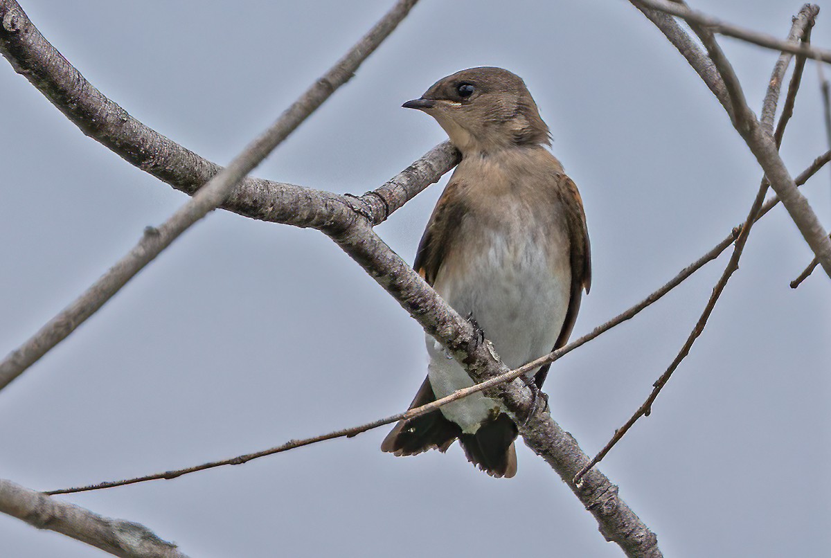 Northern Rough-winged Swallow - ML621118460