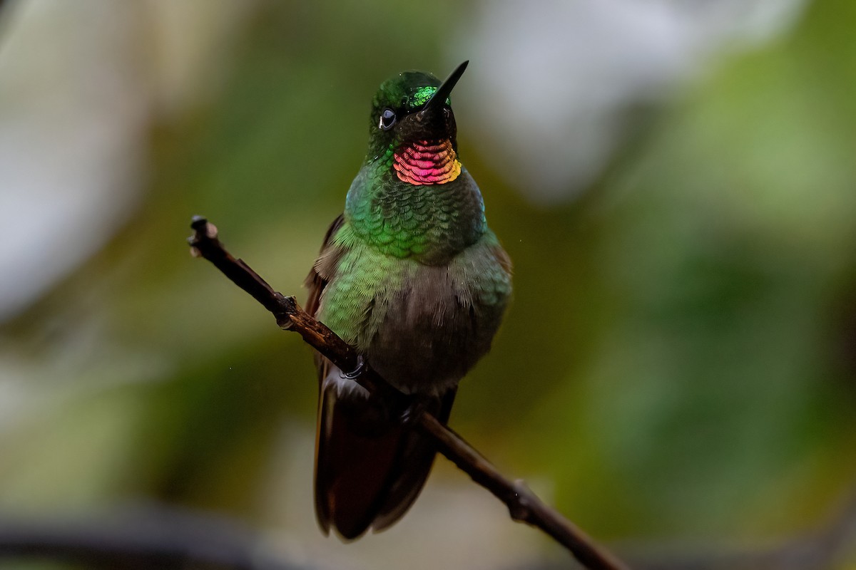 kolibřík brazilský - ML621118476
