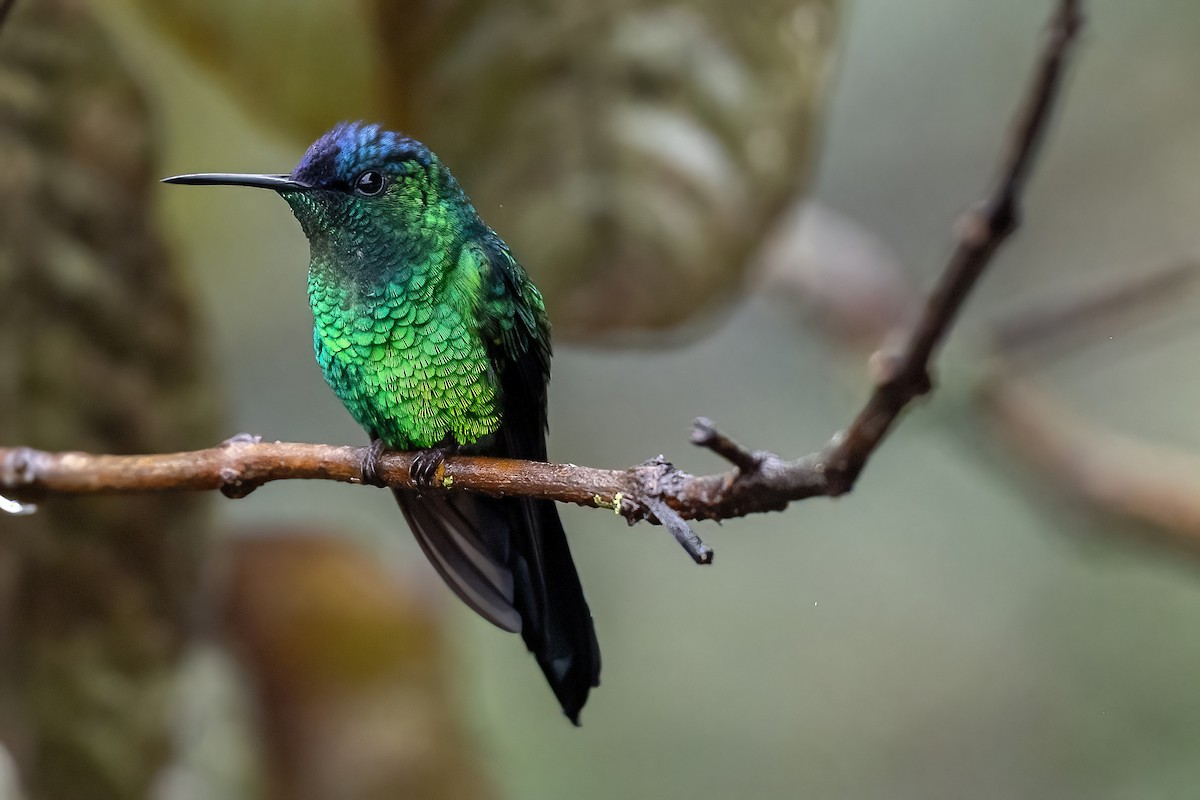 kolibřík fialovotemenný - ML621118483