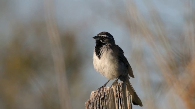 Black-throated Sparrow - ML621118484