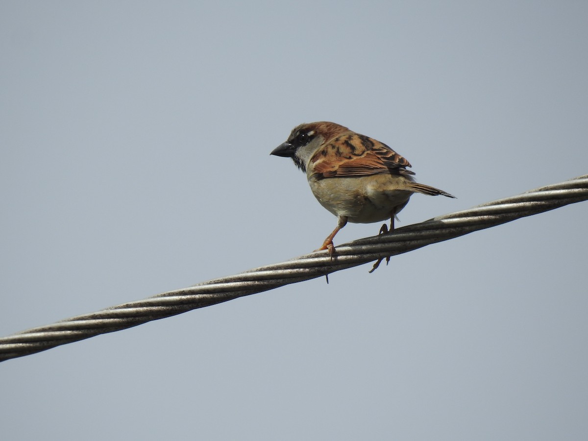 House Sparrow - ML621118505