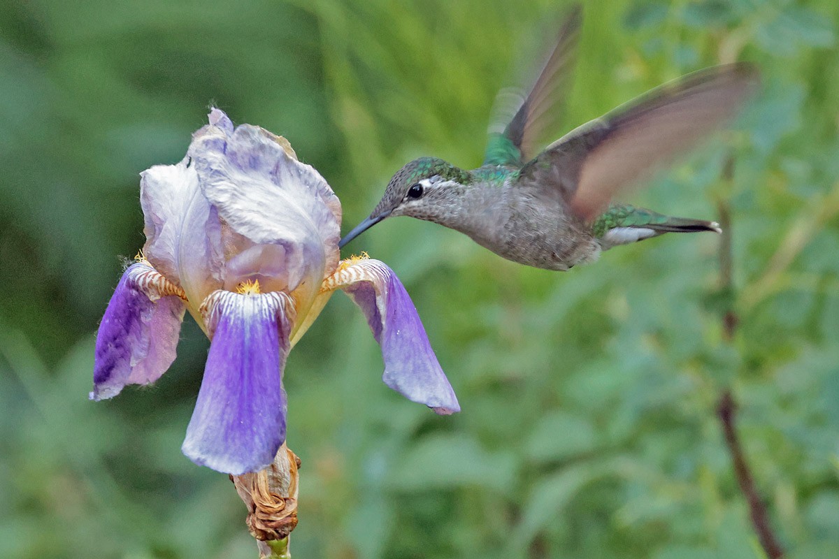 Violettkron-Brillantkolibri - ML621118512