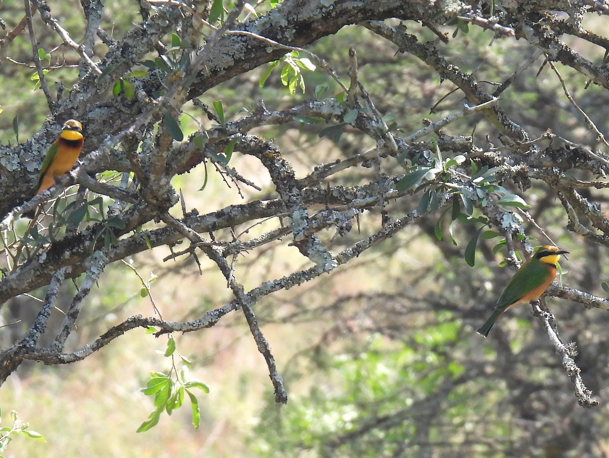Little Bee-eater - ML621118513