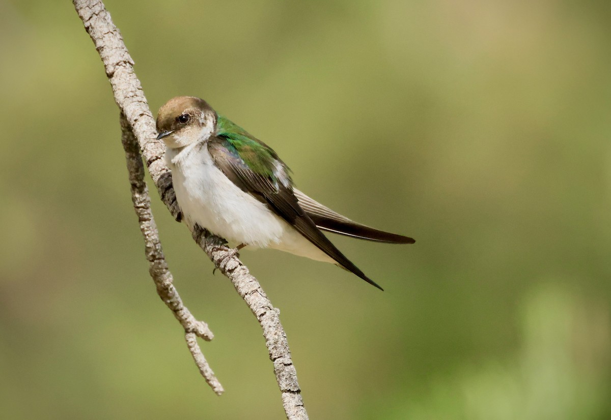 Violet-green Swallow - ML621118538