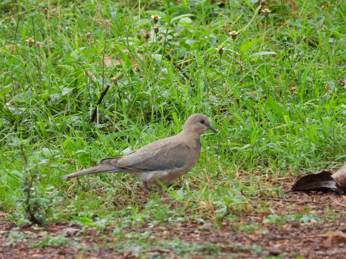 Laughing Dove - ML621118544