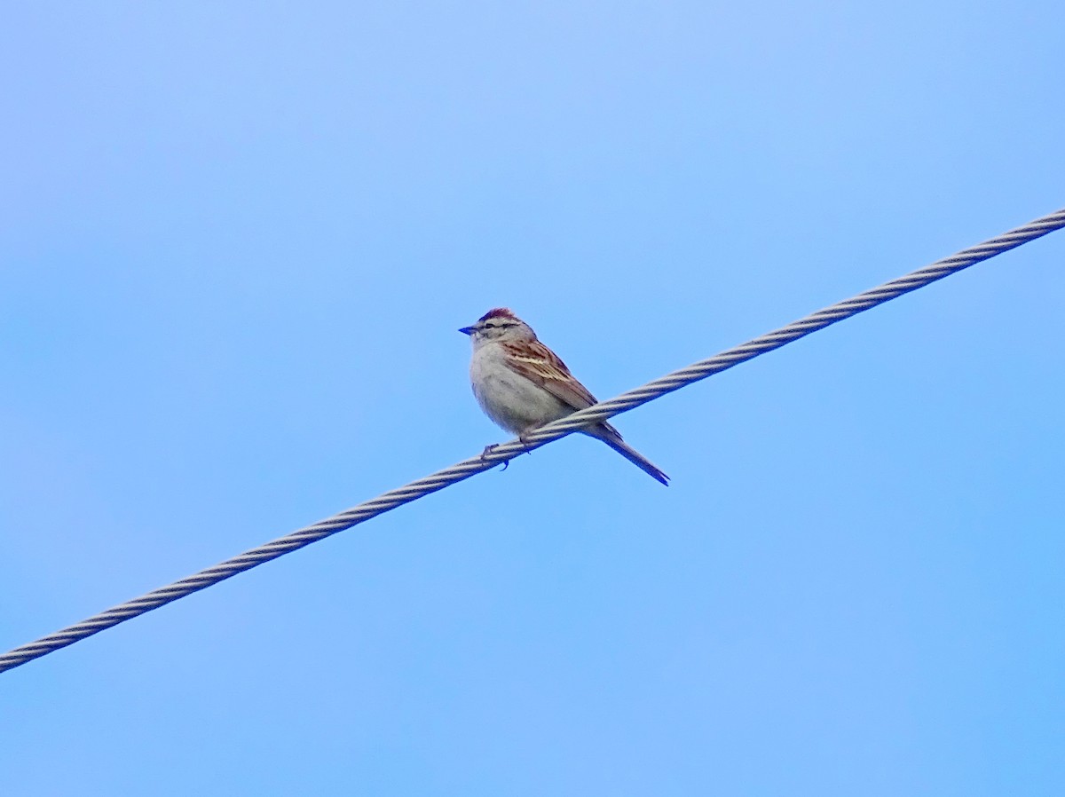 Chipping Sparrow - ML621118559