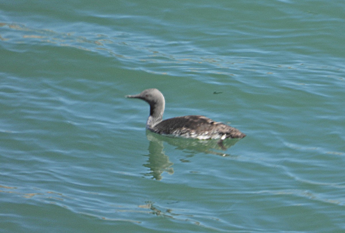 Red-throated Loon - ML621118560