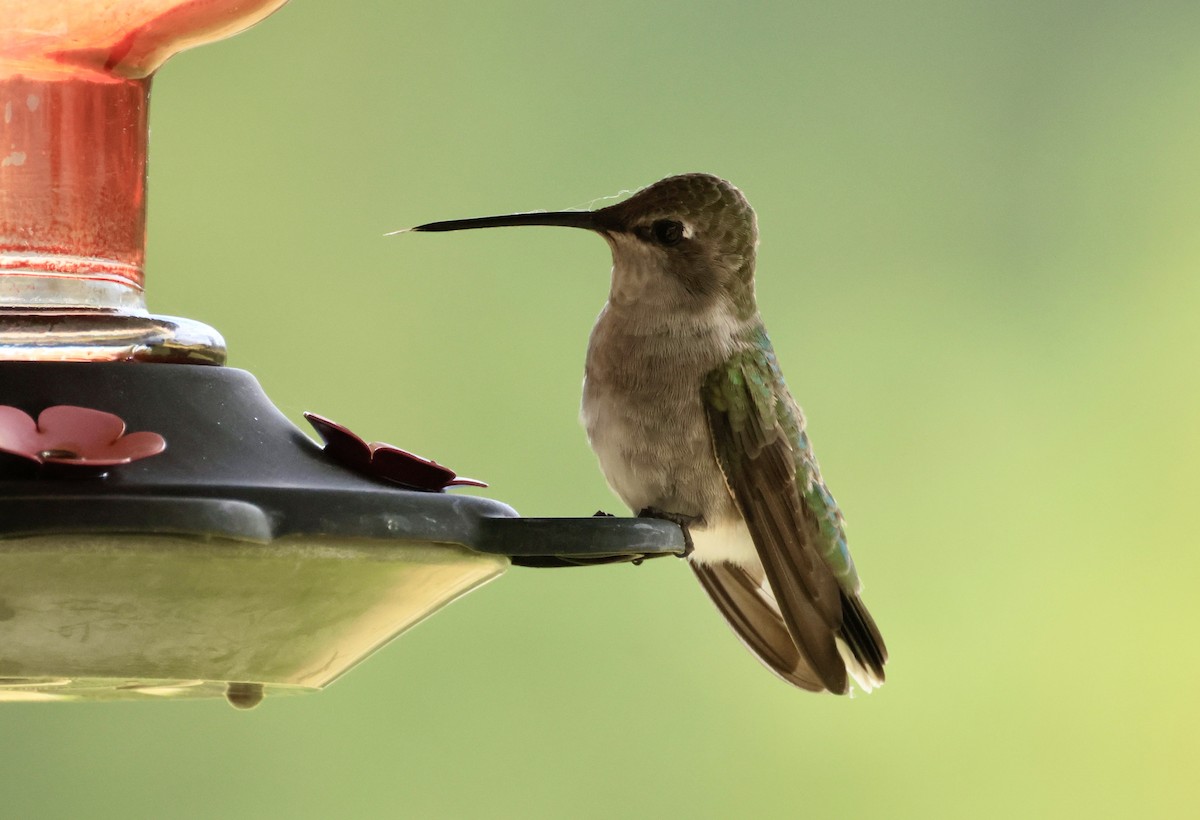 Broad-tailed Hummingbird - ML621118570