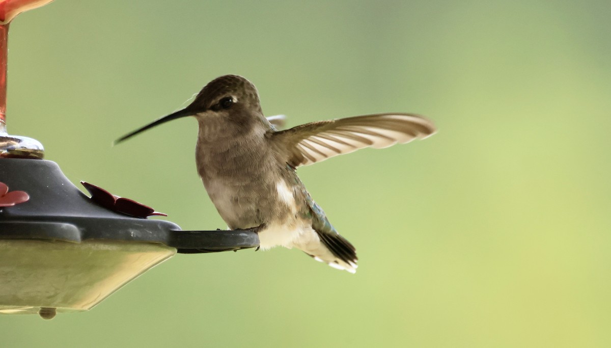 Broad-tailed Hummingbird - ML621118573