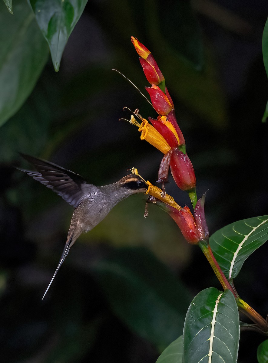 Scale-throated Hermit - ML621118614