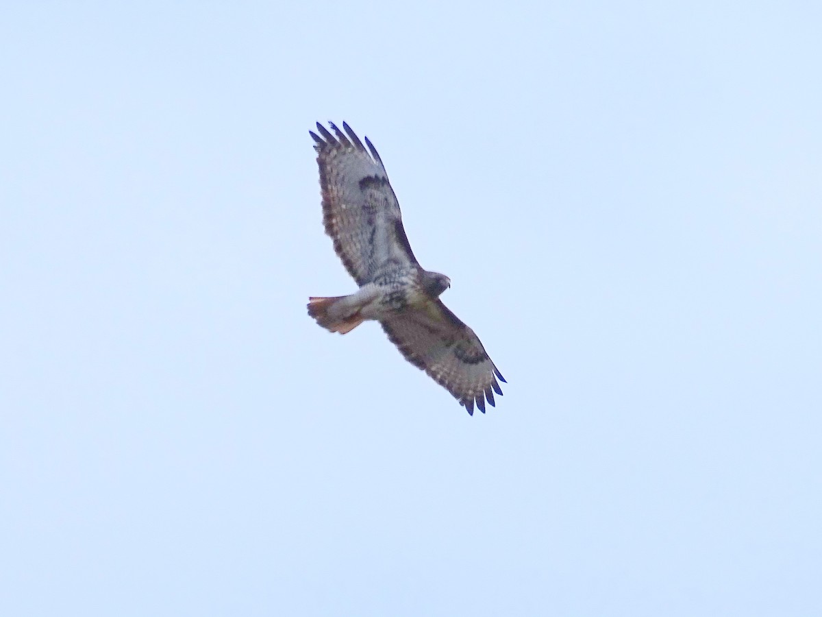 Red-tailed Hawk - ML621118616