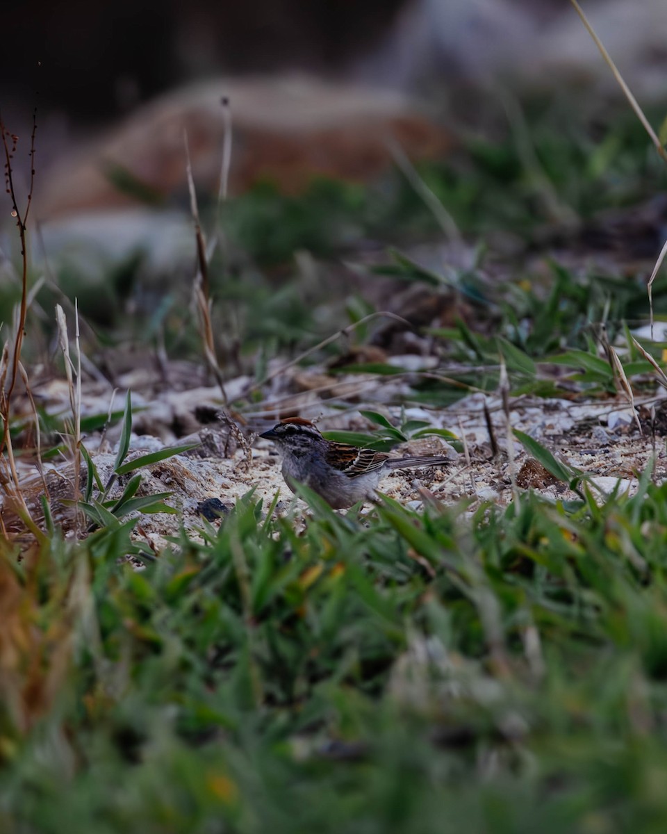 Chipping Sparrow - ML621118622