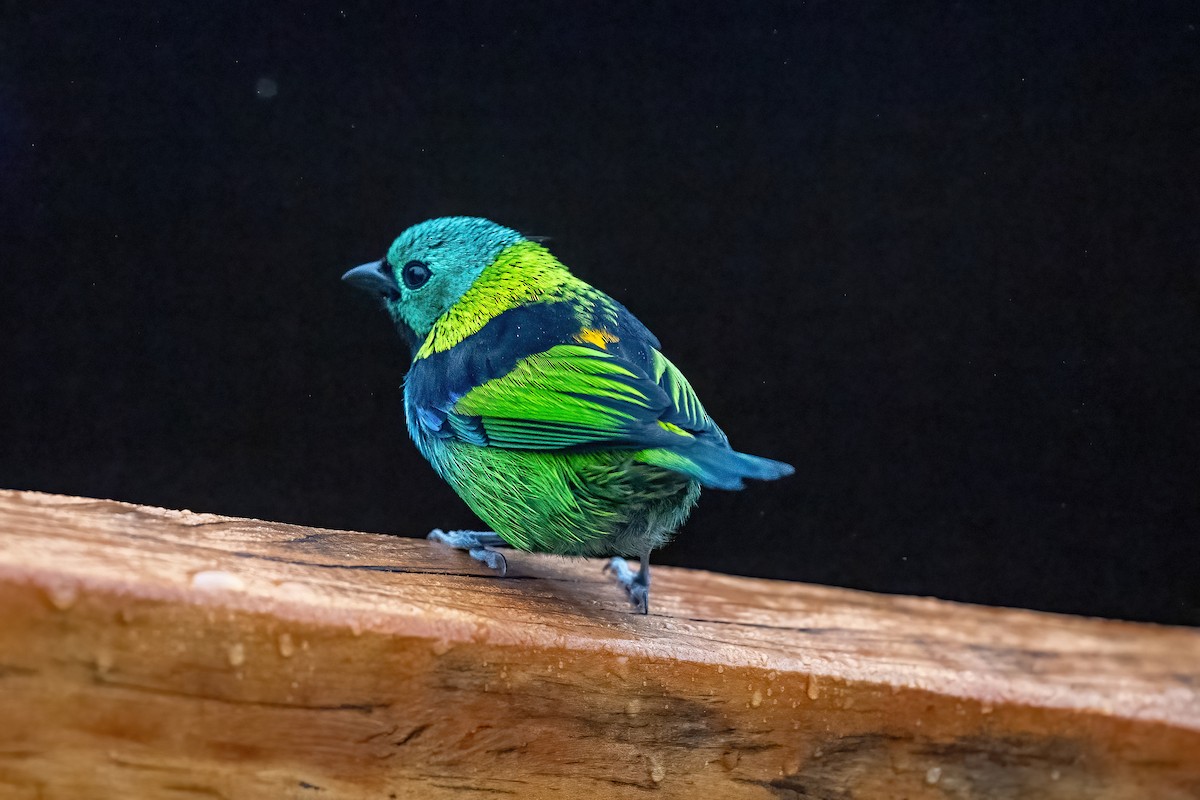 Green-headed Tanager - ML621118662