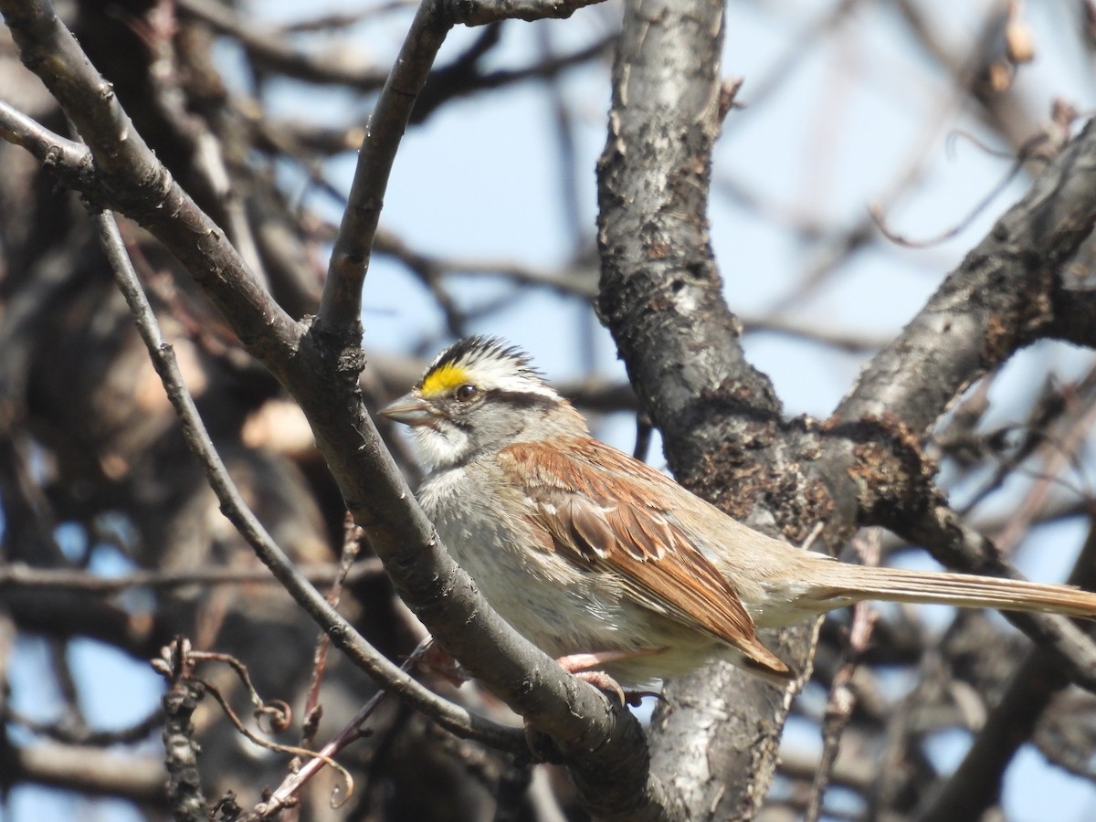 White-throated Sparrow - ML621118664