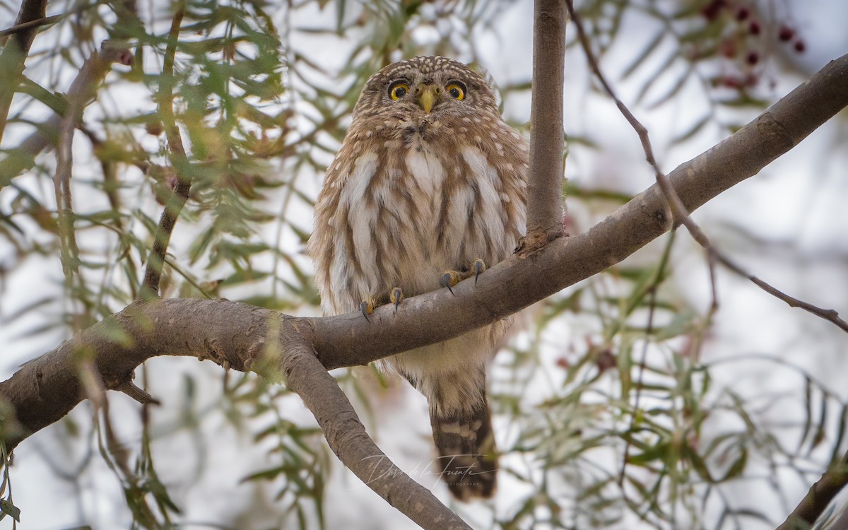 Peruvian Pygmy-Owl - ML621118670