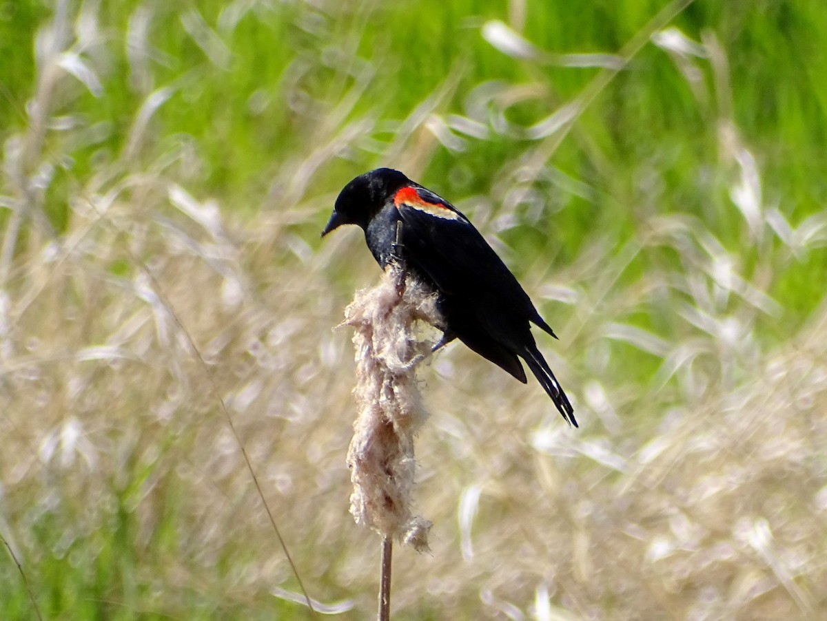Red-winged Blackbird - ML621118733