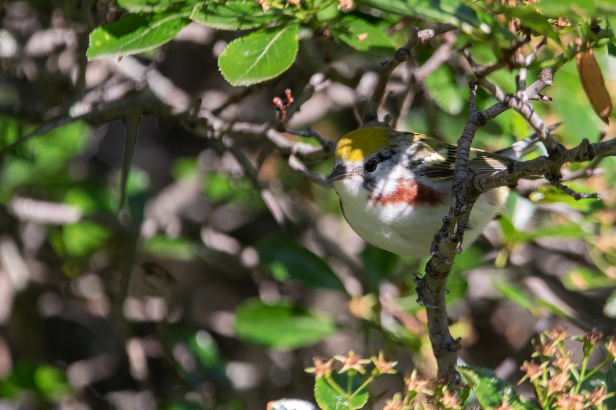 Chestnut-sided Warbler - ML621118767