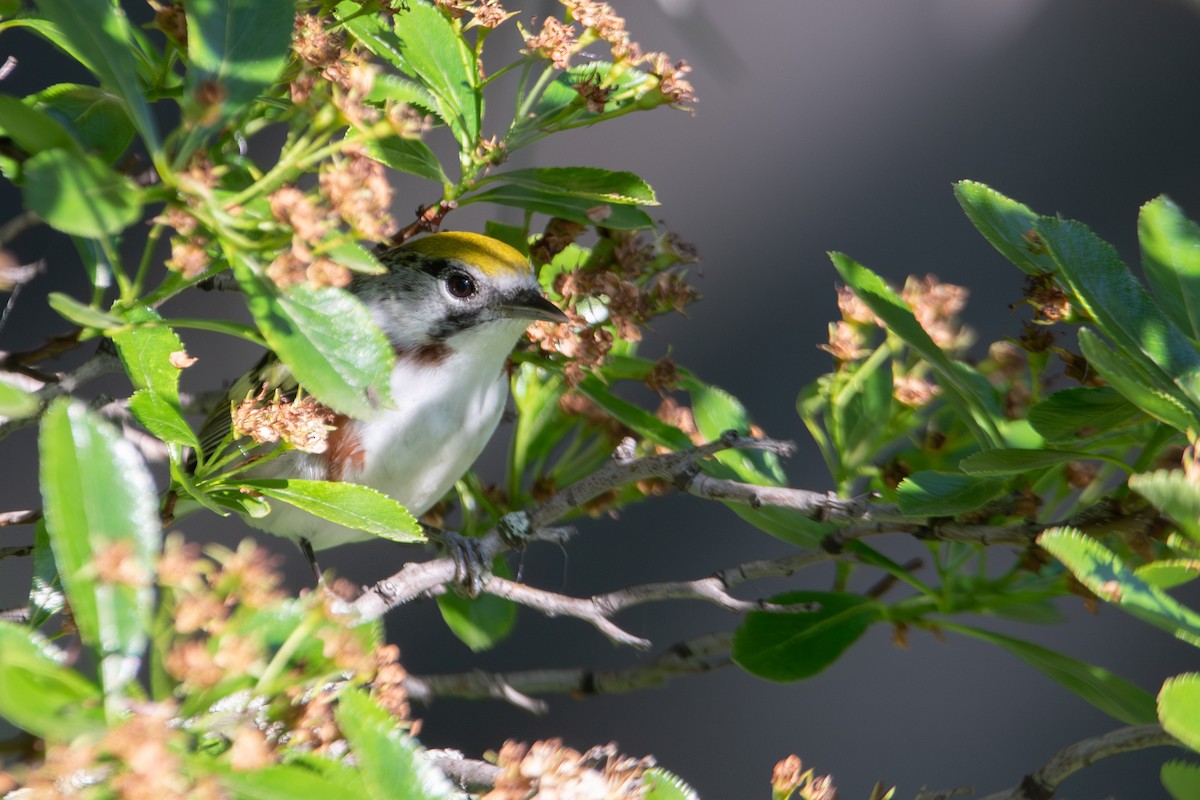 Chestnut-sided Warbler - ML621118783