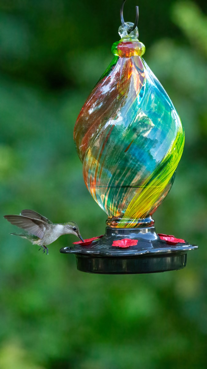 Ruby-throated Hummingbird - ML621118802