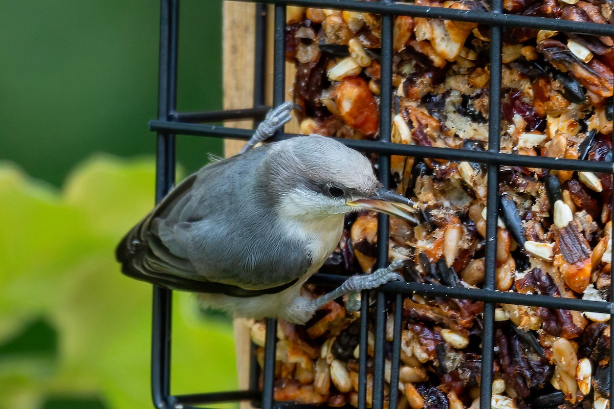 Brown-headed Nuthatch - ML621118817