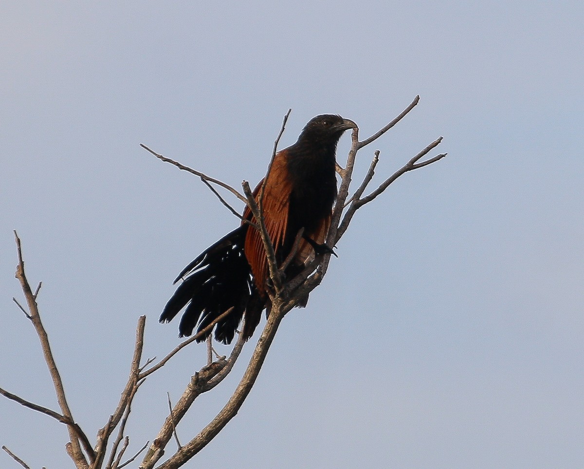 Greater Coucal - ML621118837