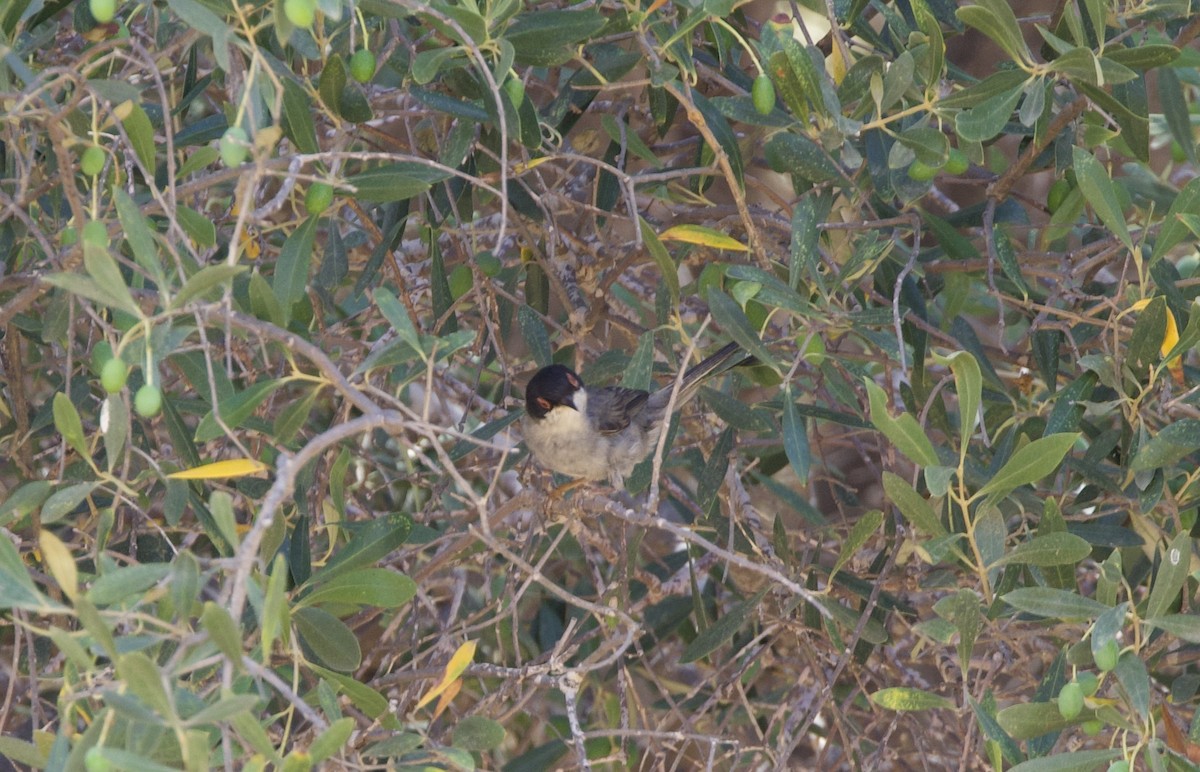 Sardinian Warbler - ML621118851
