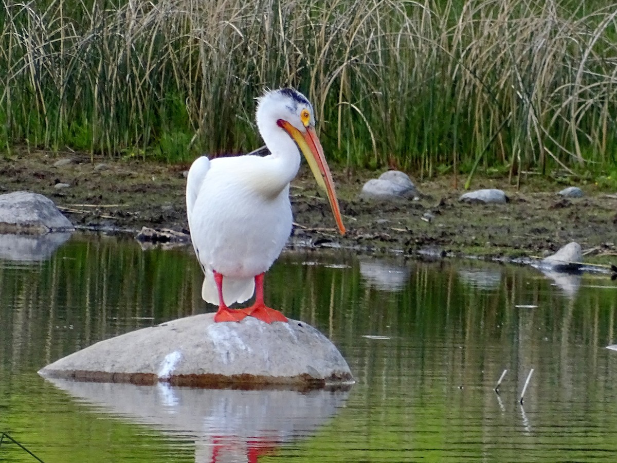 pelikán severoamerický - ML621118868
