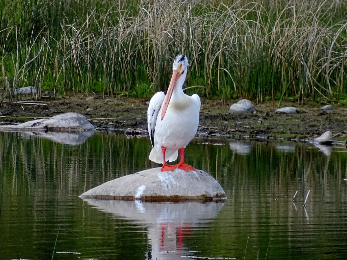 pelikán severoamerický - ML621118869
