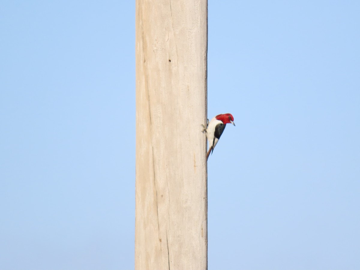 Red-headed Woodpecker - ML621118879