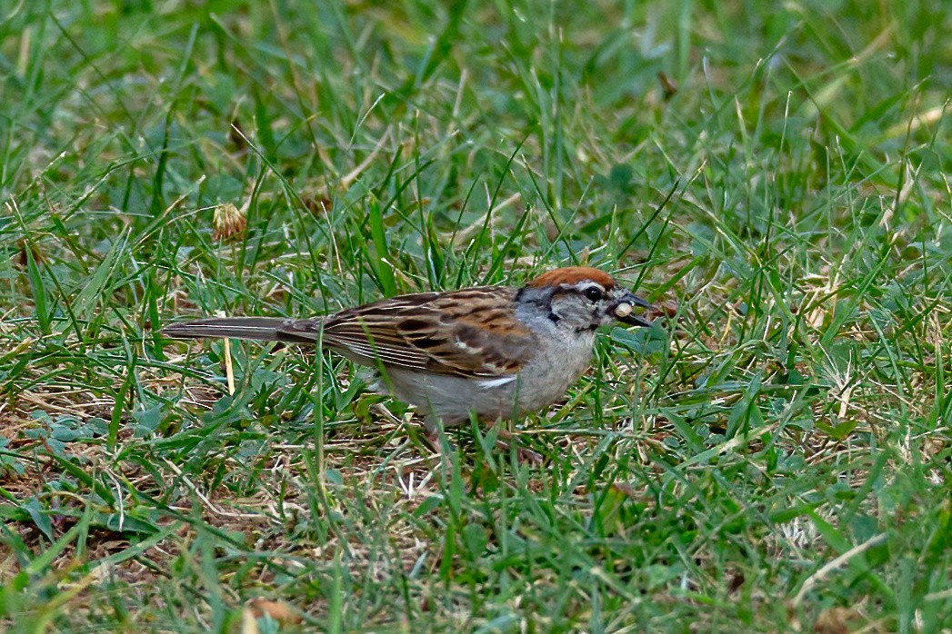 Chipping Sparrow - ML621118897