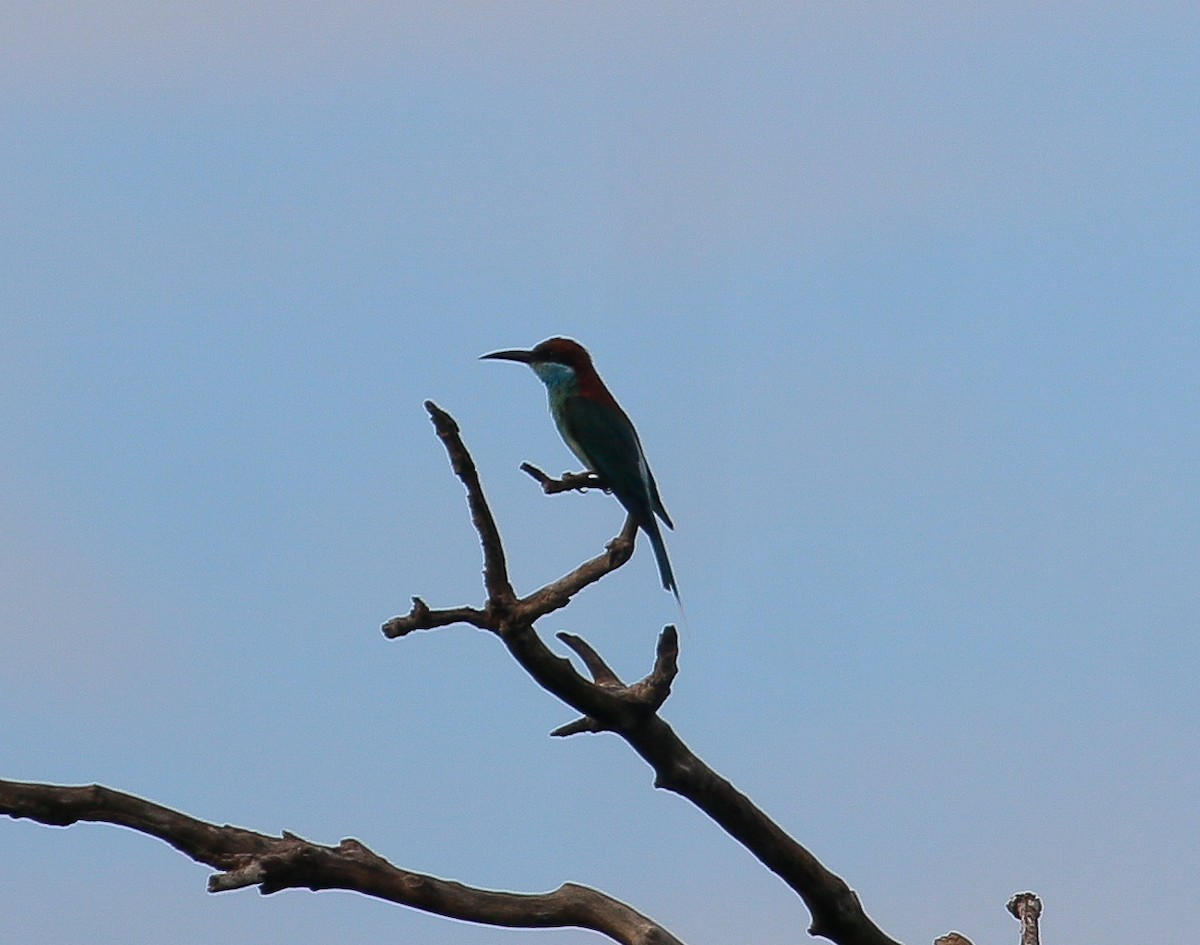 Blue-throated Bee-eater - ML621118903