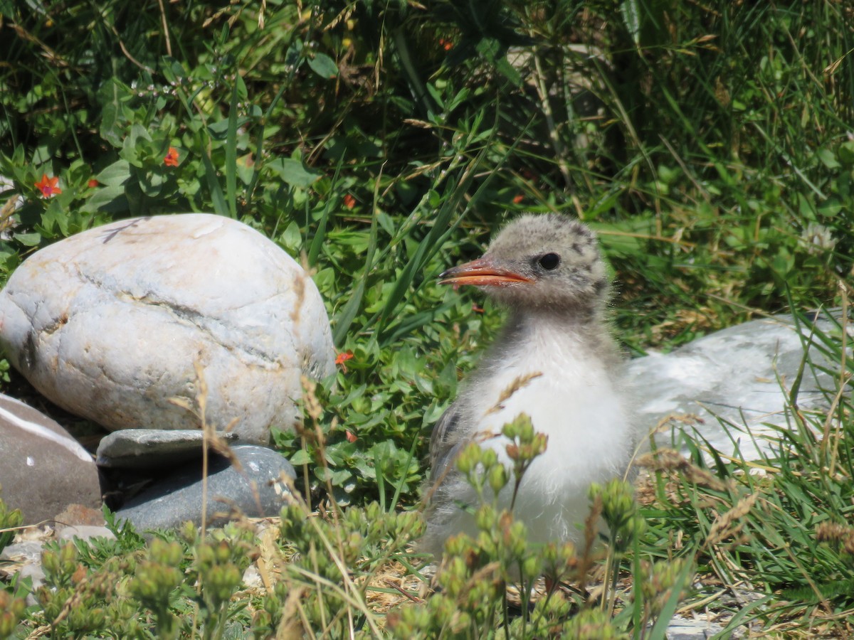 Common Tern - ML621118910