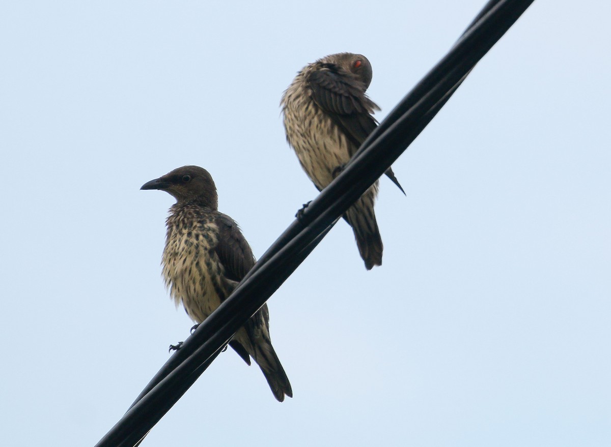 Asian Glossy Starling - ML621118921