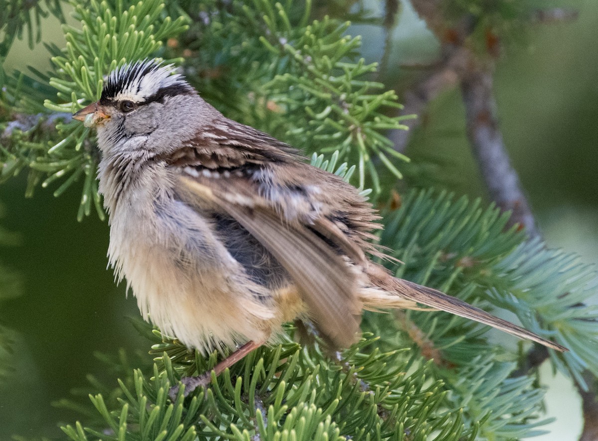 White-crowned Sparrow - ML621118925