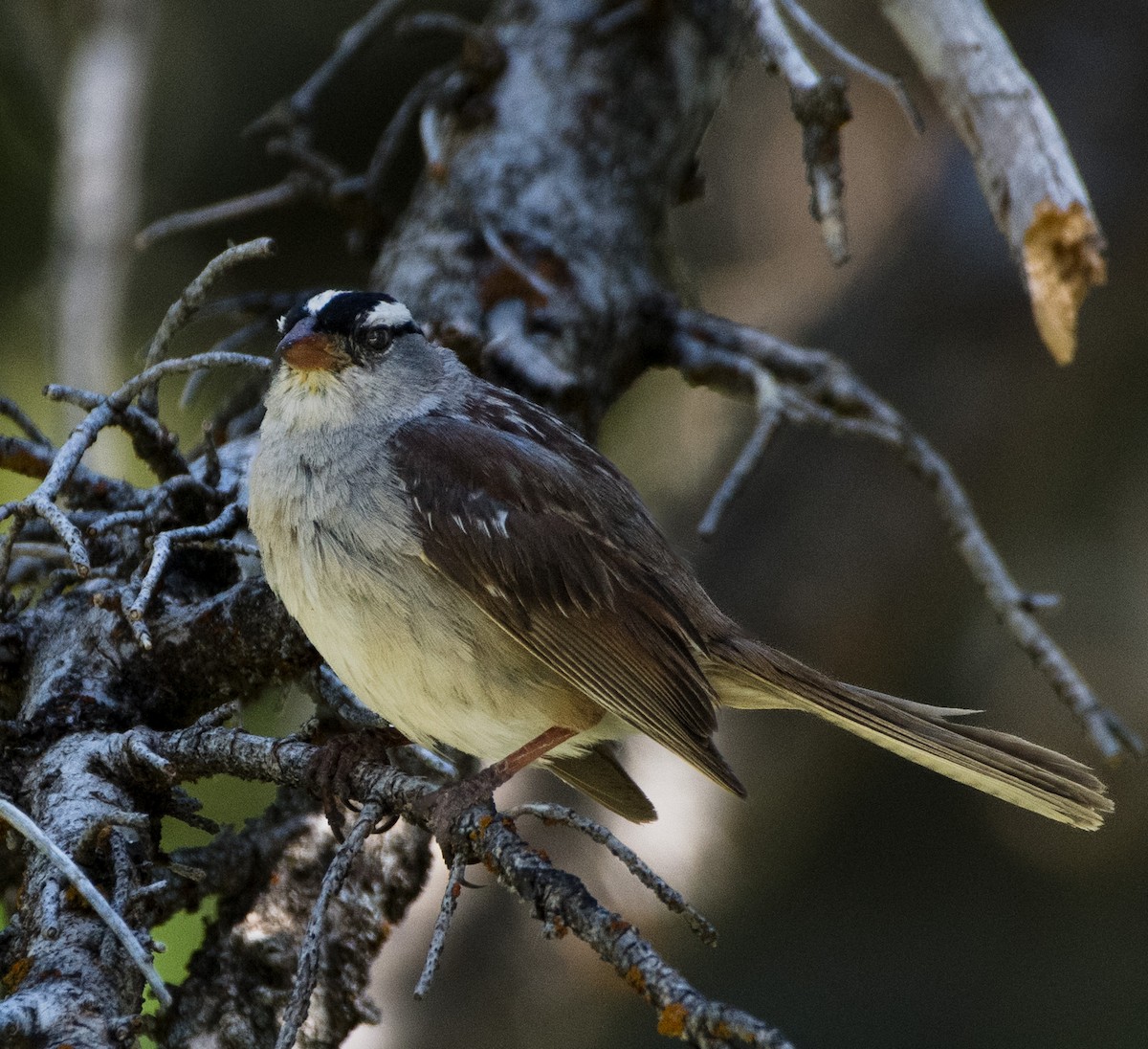 White-crowned Sparrow - ML621118930