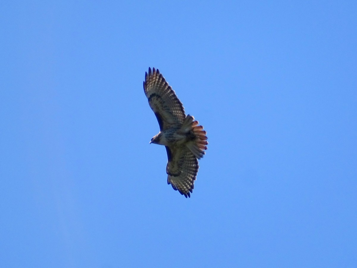 Red-tailed Hawk - ML621118931