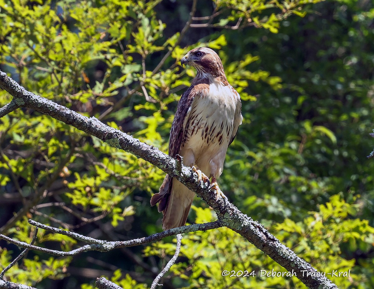 Red-tailed Hawk - ML621118947