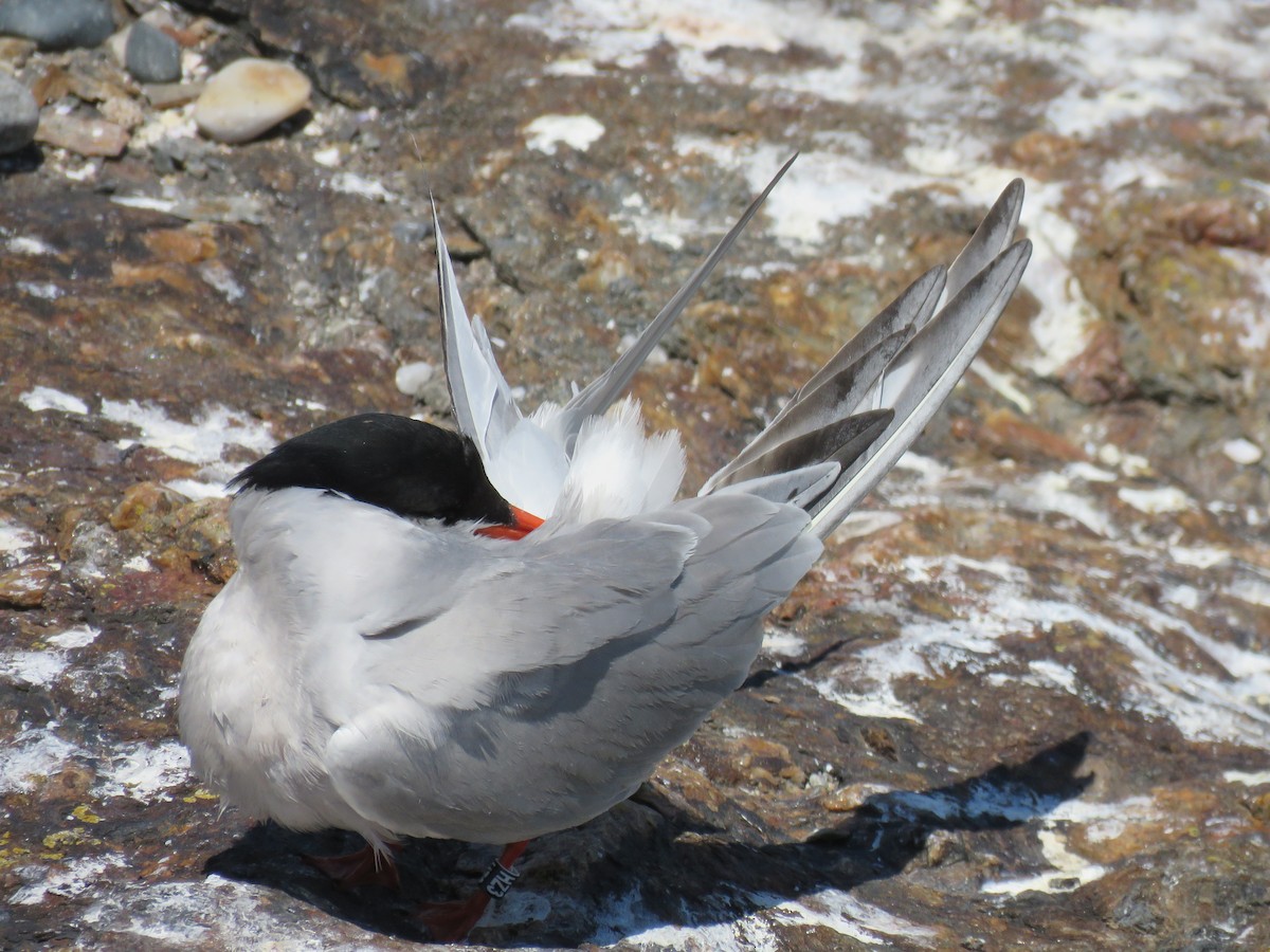 Common Tern - ML621118963