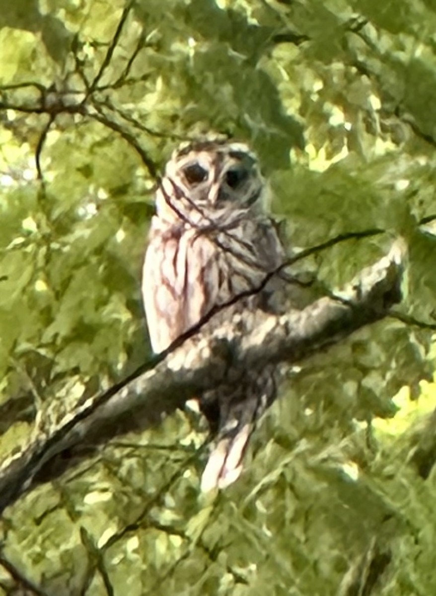 Barred Owl - ML621119017