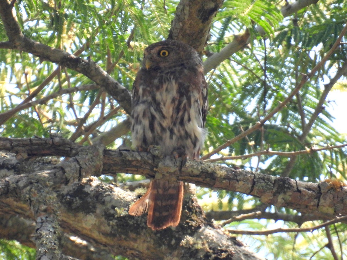 Pearl-spotted Owlet - ML621119027
