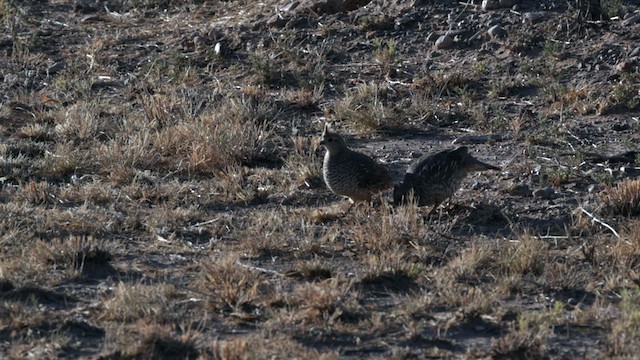 Scaled Quail - ML621119051