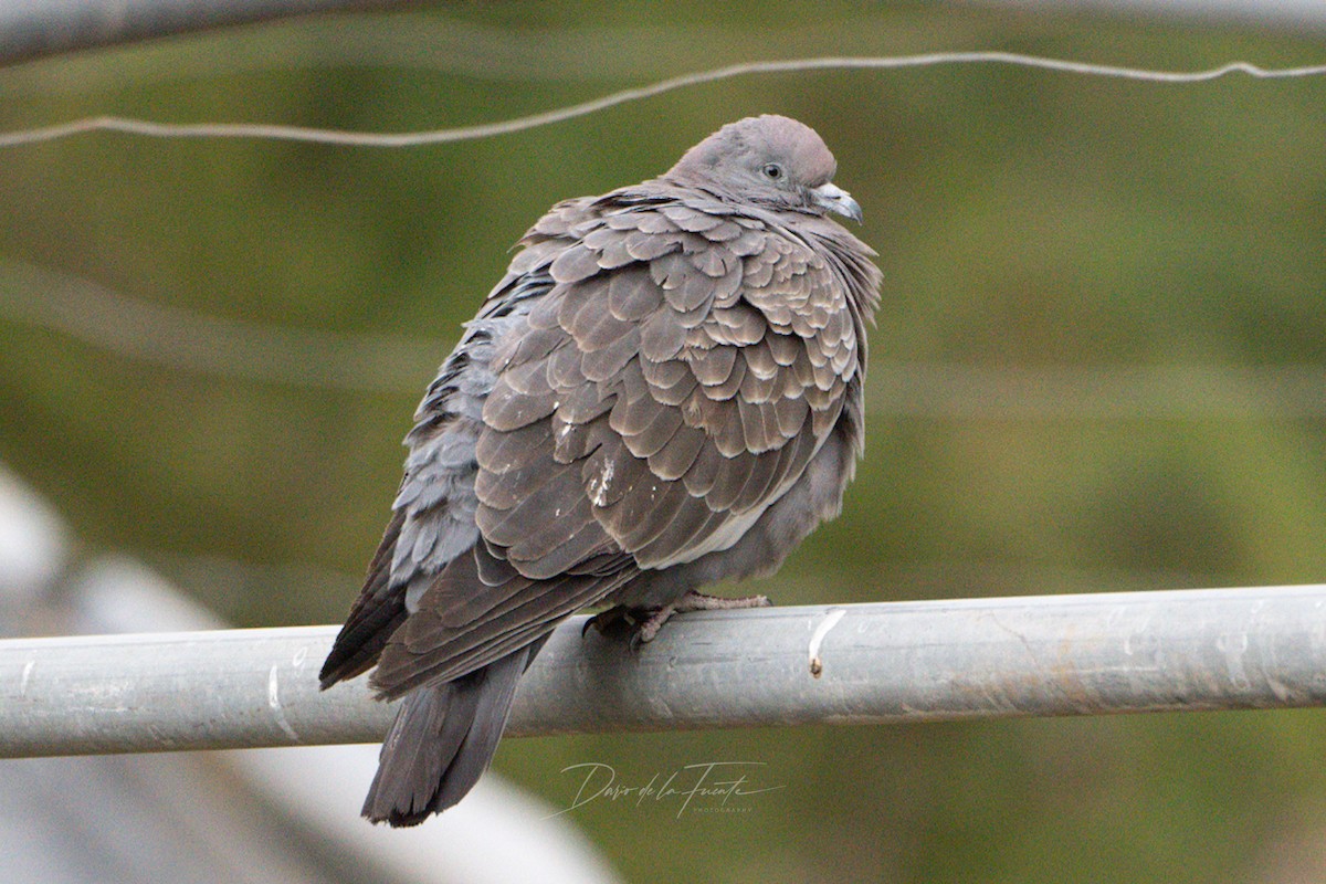 Spot-winged Pigeon - ML621119062