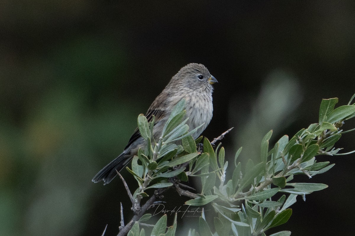 Band-tailed Seedeater - ML621119124
