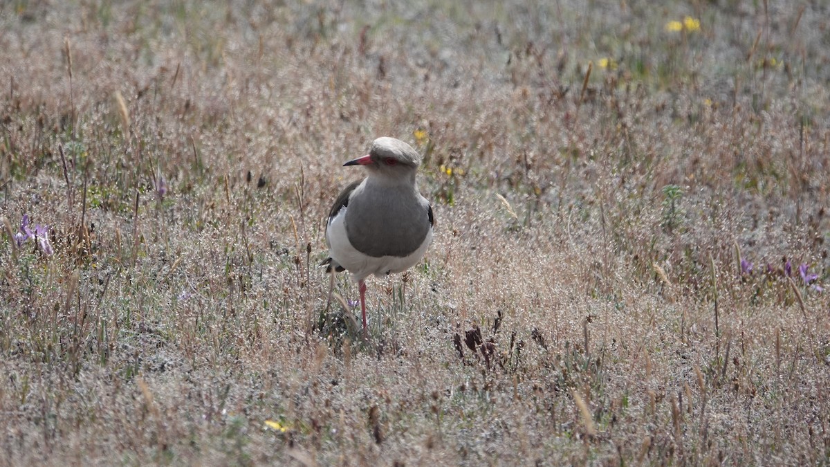 Andean Lapwing - ML621119126