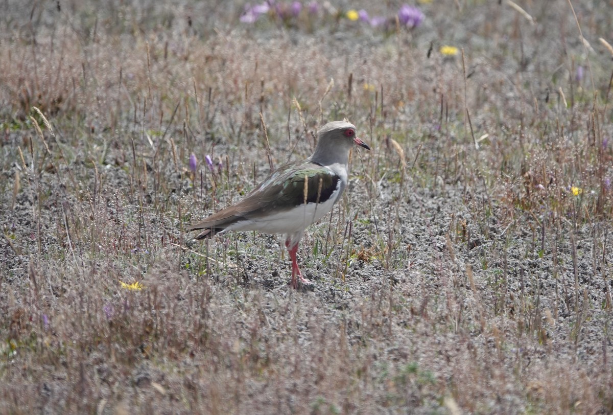 Andean Lapwing - ML621119127