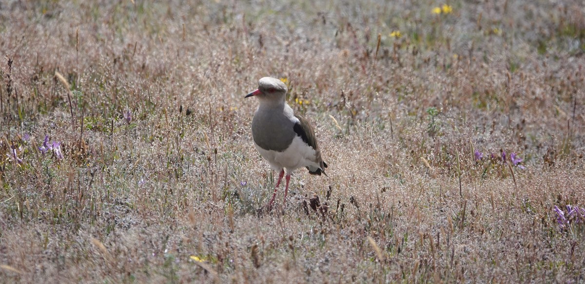 Andean Lapwing - ML621119128