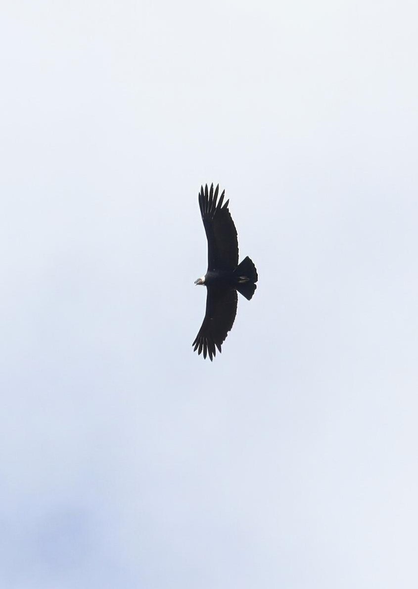 Condor des Andes - ML621119130