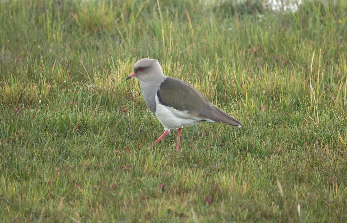 Andean Lapwing - ML621119181