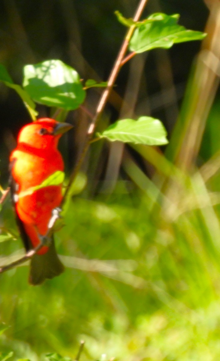Scarlet Tanager - ML621119198