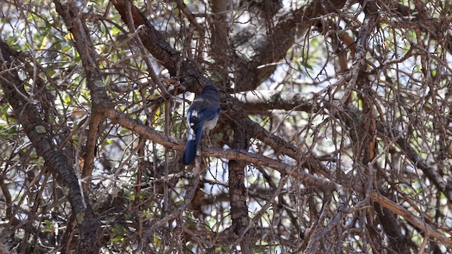 Woodhouse's Scrub-Jay - ML621119212